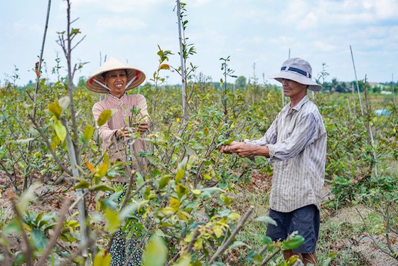 Vườn mai của gia đình bà Nguyễn Thị Nhan hiện có khoảng 1.800 gốc. Sau hơn 2 năm trồng và chăm sóc, vườn mai đã mang về lợi nhuận cho gia đình bà Nhan hơn 1 tỷ đồng