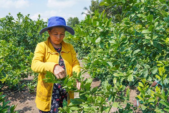 Chị Lê Thị Lặc chuyển đổi trồng lúa sang trồng chanh