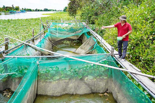 Anh Phạm Thanh Dũng vay vốn để đầu tư nuôi cá, ếch