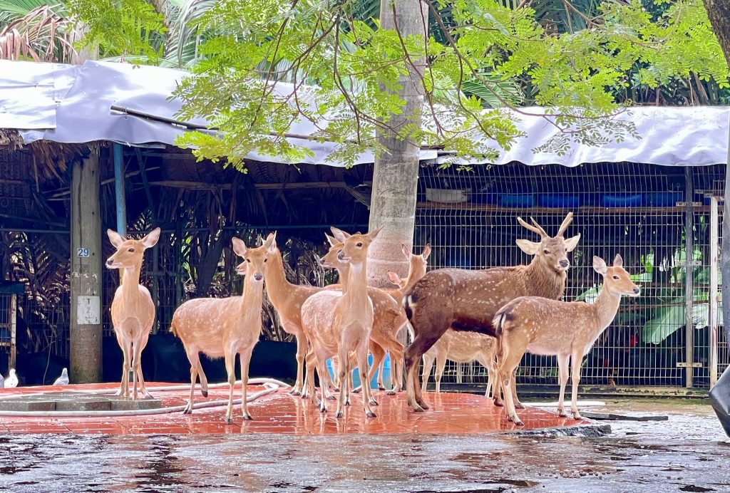 Học sinh trường Taipei School (Quận 7) tham quan VWS 5 574581843 834331365627096 4842867871781938612 n