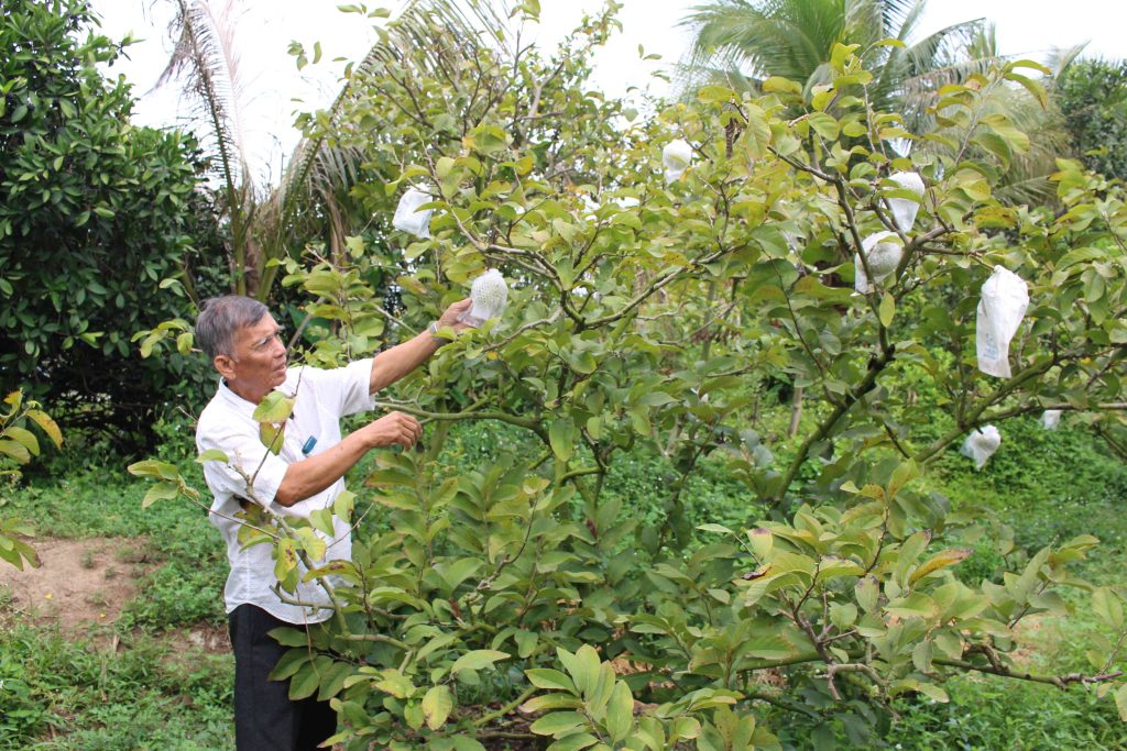 Gia đình ông Trần Văn Nết nhờ vốn hỗ trợ từ Quỹ David Dương để phát triển vườn cây ăn trái