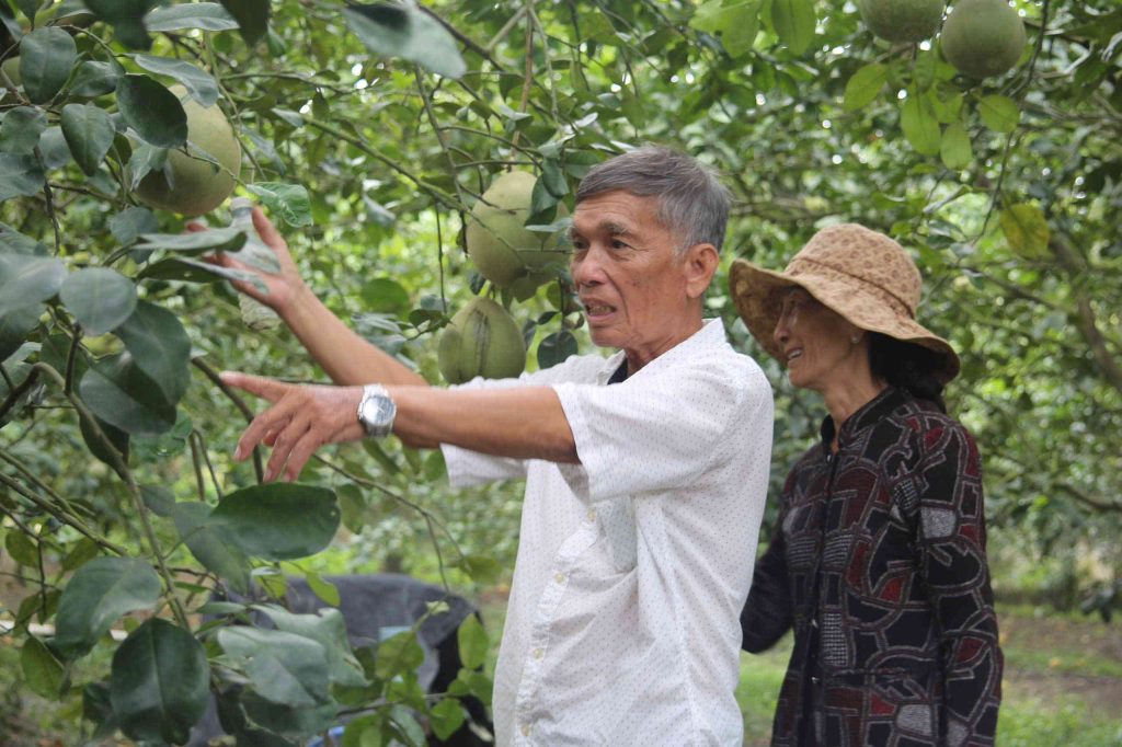 Gia đình ông Trần Văn Nết nhờ vốn hỗ trợ từ Quỹ David Dương để phát triển vườn cây ăn trái