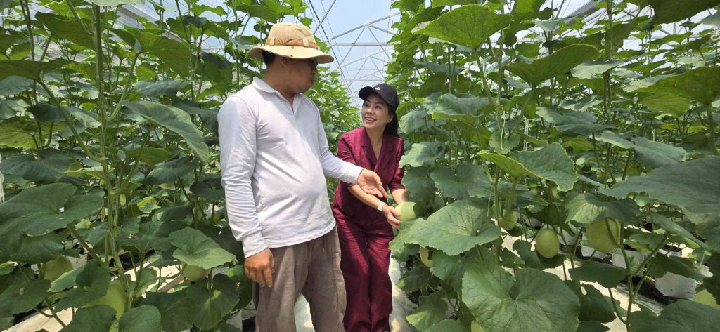 Ông Huỳnh Thanh Tâm giới thiệu mô hình trồng dưa lưới trong nhà màng tại xã Mỹ An. Nguồn vốn hỗ trợ từ Quỹ cộng đồng David Dương giúp gia đình ông mở rộng sản xuất
