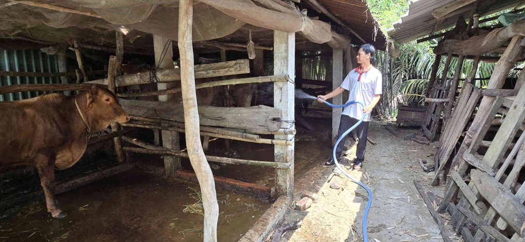 Ông Nguyễn Thanh Hưng chăm sóc đàn bò tại chuồng nuôi của gia đình ở xã Mỹ An (tỉnh Tây Ninh). Nguồn vốn hỗ trợ từ Quỹ cộng đồng David Dương giúp ông đầu tư thêm